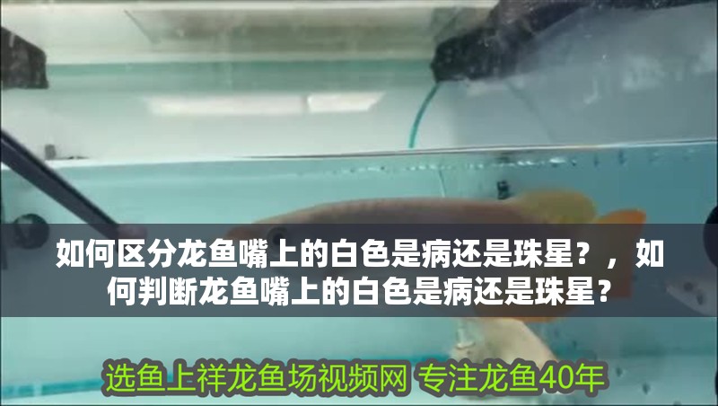 如何區分龍魚嘴上的白色是病還是珠星？，如何判斷龍魚嘴上的白色是病還是珠星？