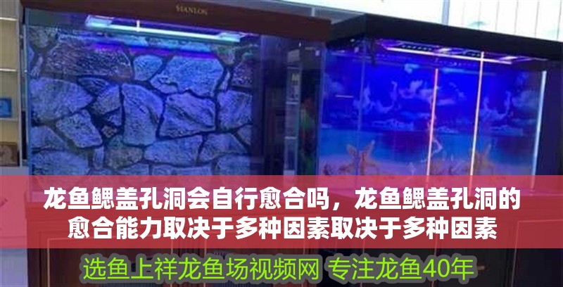 龍魚鰓蓋孔洞會自行愈合嗎，龍魚鰓蓋孔洞的愈合能力取決于多種因素取決于多種因素