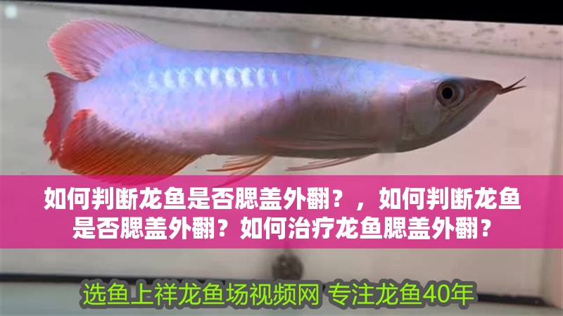 如何判斷龍魚是否腮蓋外翻？，如何判斷龍魚是否腮蓋外翻？如何治療龍魚腮蓋外翻？