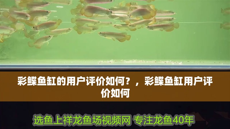 彩鰈魚缸的用戶評價如何？，彩鰈魚缸用戶評價如何