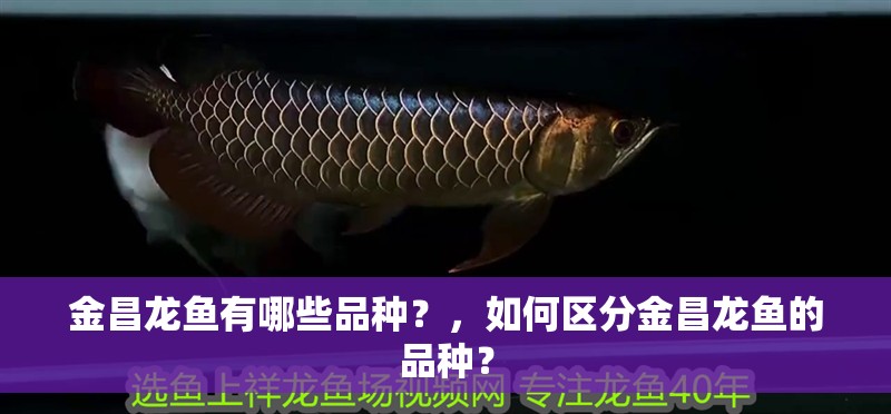 金昌龍魚有哪些品種？，如何區分金昌龍魚的品種？