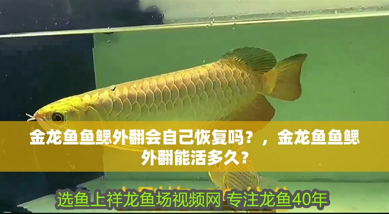 金龍魚魚鰓外翻會自己恢復嗎？，金龍魚魚鰓外翻能活多久？