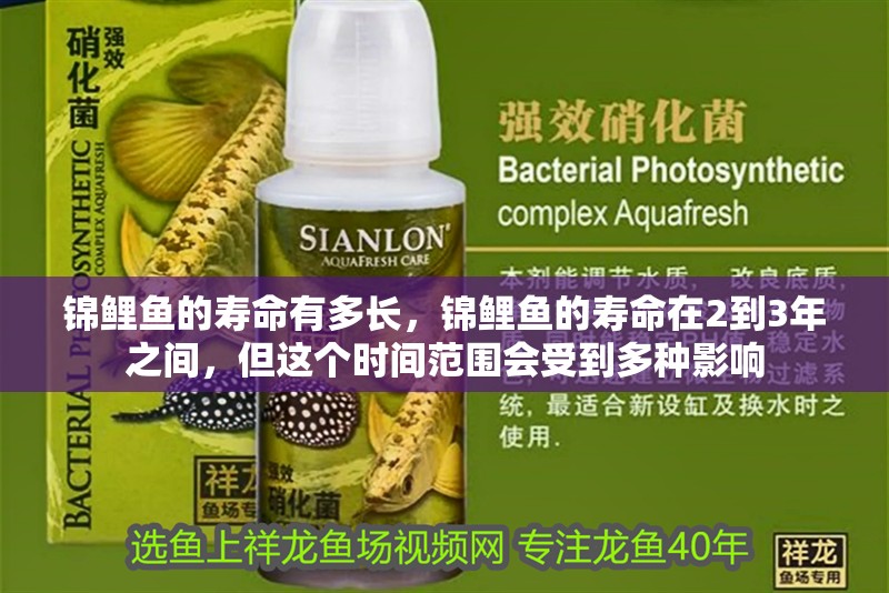錦鯉魚的壽命有多長，錦鯉魚的壽命在2到3年之間，但這個時間范圍會受到多種影響