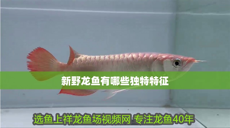 新野龍魚有哪些獨特特征