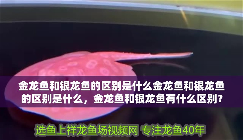 金龍魚和銀龍魚的區(qū)別是什么金龍魚和銀龍魚的區(qū)別是什么，金龍魚和銀龍魚有什么區(qū)別？