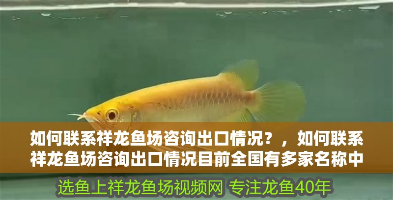 如何聯系祥龍魚場咨詢出口情況？，如何聯系祥龍魚場咨詢出口情況目前全國有多家名稱中包含“祥龍魚場”的養殖企業