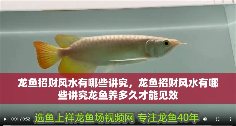 龍魚(yú)招財(cái)風(fēng)水有哪些講究，龍魚(yú)招財(cái)風(fēng)水有哪些講究龍魚(yú)養(yǎng)多久才能見(jiàn)效