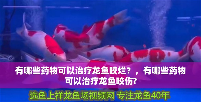 有哪些藥物可以治療龍魚咬爛？，有哪些藥物可以治療龍魚咬傷?