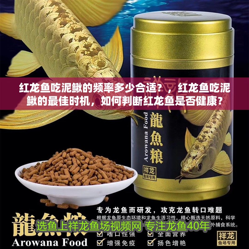 紅龍魚吃泥鰍的頻率多少合適？，紅龍魚吃泥鰍的最佳時機，如何判斷紅龍魚是否健康？
