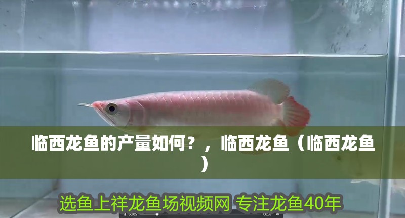 臨西龍魚的產量如何？，臨西龍魚（臨西龍魚）