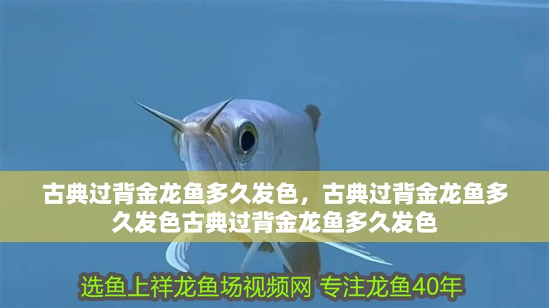 古典過背金龍魚多久發(fā)色，古典過背金龍魚多久發(fā)色古典過背金龍魚多久發(fā)色