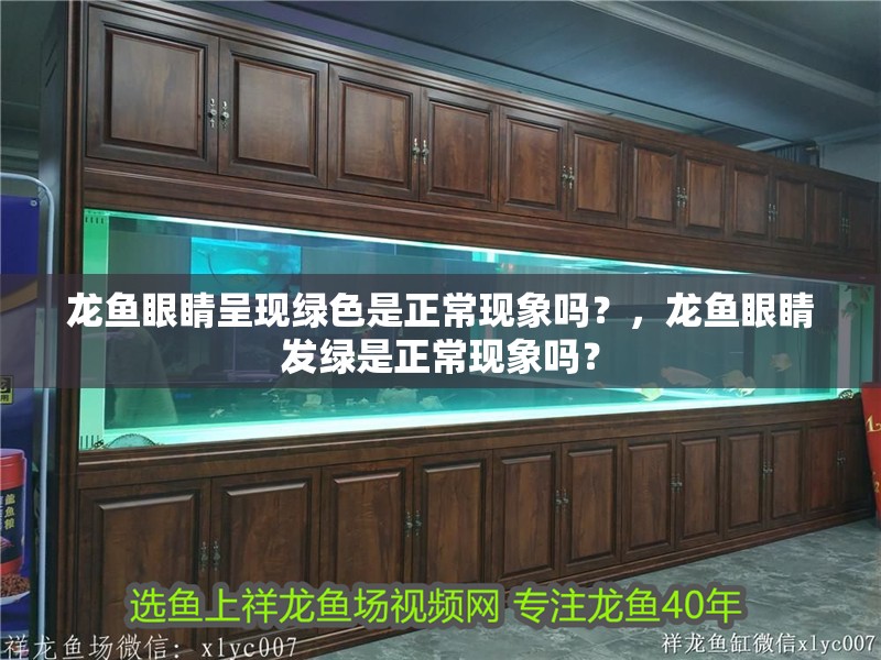 龍魚眼睛呈現綠色是正常現象嗎？，龍魚眼睛發綠是正常現象嗎？