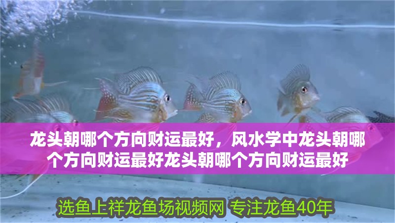 龍頭朝哪個(gè)方向財(cái)運(yùn)最好，風(fēng)水學(xué)中龍頭朝哪個(gè)方向財(cái)運(yùn)最好龍頭朝哪個(gè)方向財(cái)運(yùn)最好