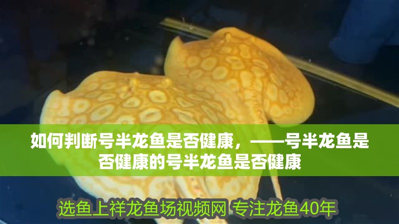 如何判斷號半龍魚是否健康，——號半龍魚是否健康的號半龍魚是否健康