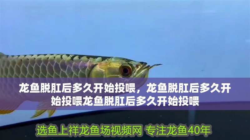 龍魚脫肛后多久開始投喂，龍魚脫肛后多久開始投喂龍魚脫肛后多久開始投喂