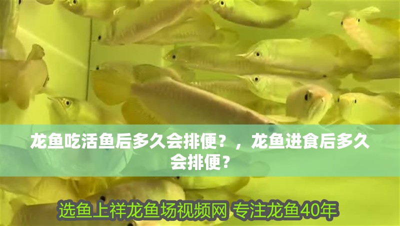 龍魚吃活魚后多久會排便？，龍魚進食后多久會排便？