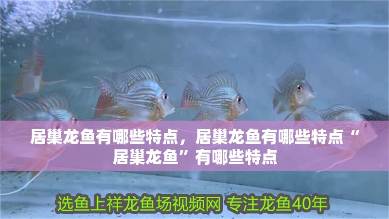 居巢龍魚有哪些特點，居巢龍魚有哪些特點“居巢龍魚”有哪些特點
