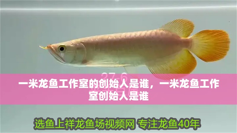 一米龍魚工作室的創(chuàng)始人是誰，一米龍魚工作室創(chuàng)始人是誰