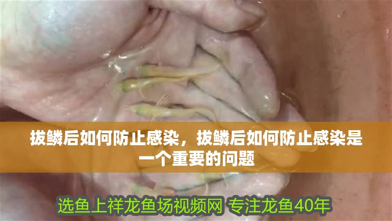 拔鱗后如何防止感染，拔鱗后如何防止感染是一個重要的問題
