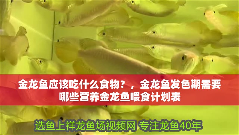 金龍魚應該吃什么食物？，金龍魚發色期需要哪些營養金龍魚喂食計劃表