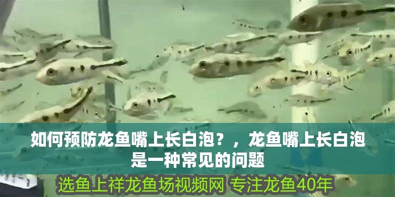 如何預防龍魚嘴上長白泡？，龍魚嘴上長白泡是一種常見的問題