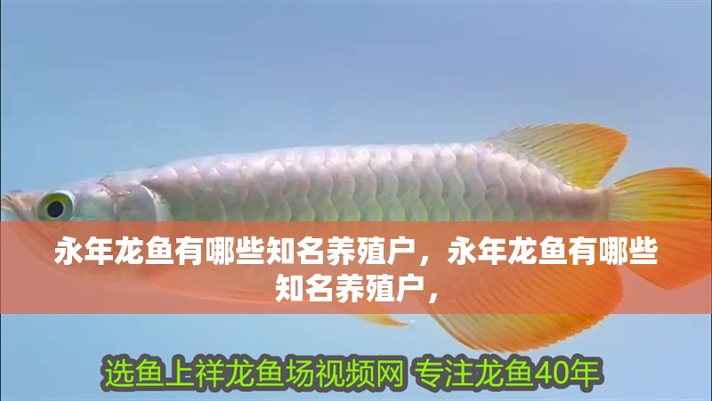 永年龍魚有哪些知名養殖戶，永年龍魚有哪些知名養殖戶，