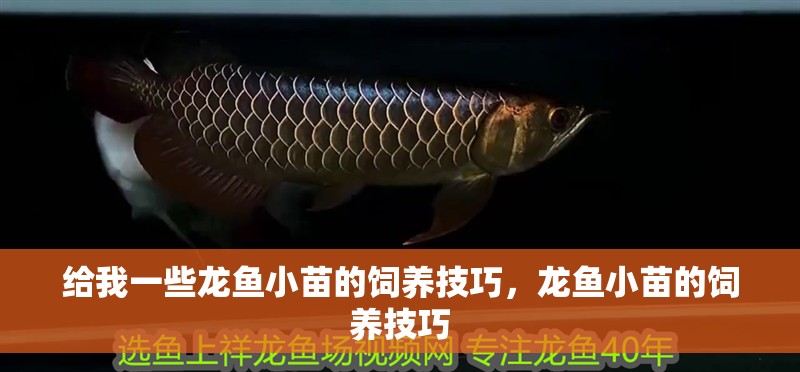 給我一些龍魚小苗的飼養(yǎng)技巧，龍魚小苗的飼養(yǎng)技巧