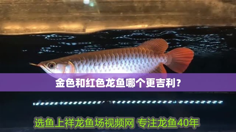 金色和紅色龍魚哪個更吉利？