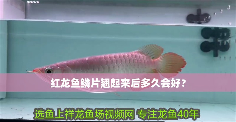 紅龍魚鱗片翹起來后多久會好？