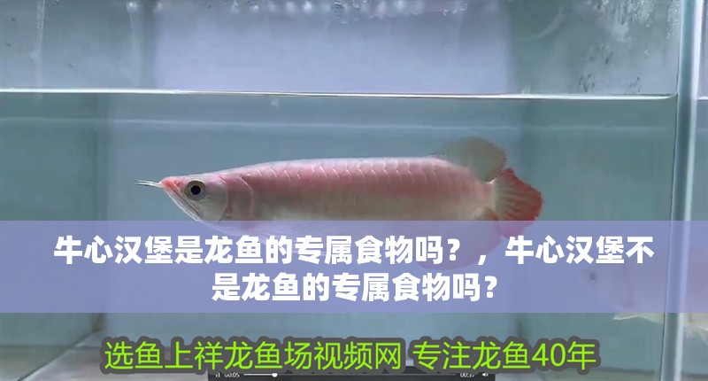 牛心漢堡是龍魚(yú)的專(zhuān)屬食物嗎？，牛心漢堡不是龍魚(yú)的專(zhuān)屬食物嗎？