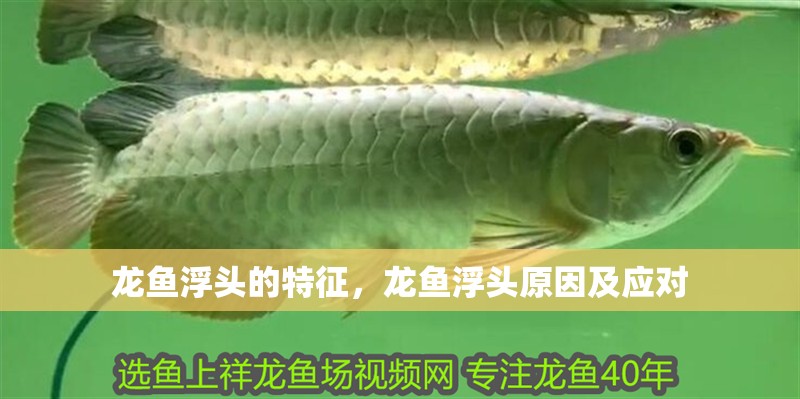 龍魚(yú)浮頭的特征，龍魚(yú)浮頭原因及應(yīng)對(duì)