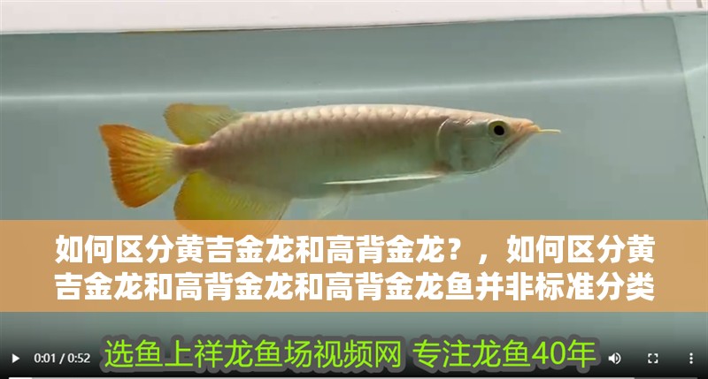 如何區(qū)分黃吉金龍和高背金龍？，如何區(qū)分黃吉金龍和高背金龍和高背金龍魚(yú)并非標(biāo)準(zhǔn)分類(lèi)