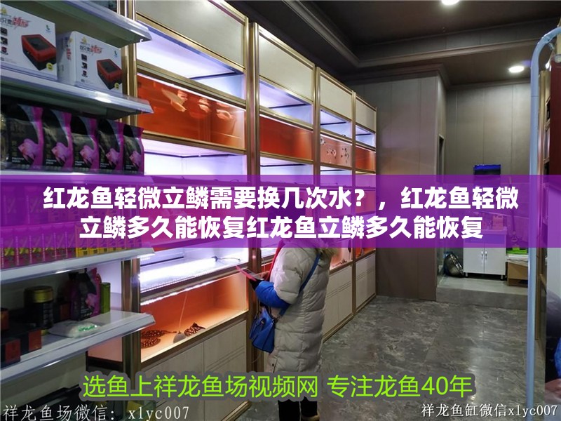 紅龍魚輕微立鱗需要換幾次水？，紅龍魚輕微立鱗多久能恢復紅龍魚立鱗多久能恢復