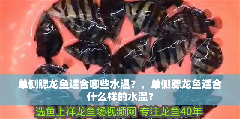 單側(cè)腮龍魚適合哪些水溫？，單側(cè)腮龍魚適合什么樣的水溫？