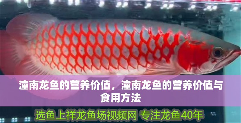 潼南龍魚的營養(yǎng)價(jià)值，潼南龍魚的營養(yǎng)價(jià)值與食用方法