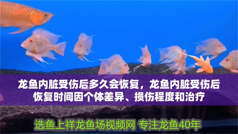 龍魚內(nèi)臟受傷后多久會恢復(fù)，龍魚內(nèi)臟受傷后恢復(fù)時間因個體差異、損傷程度和治療