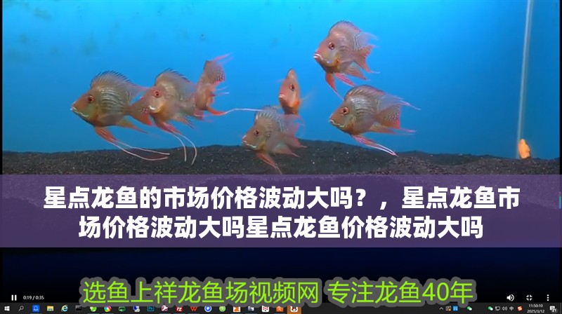 星點(diǎn)龍魚的市場價(jià)格波動(dòng)大嗎？，星點(diǎn)龍魚市場價(jià)格波動(dòng)大嗎星點(diǎn)龍魚價(jià)格波動(dòng)大嗎