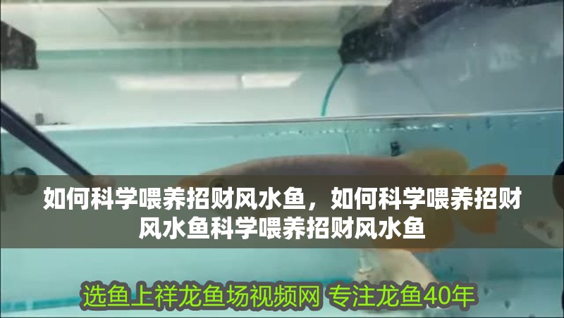 如何科學喂養招財風水魚，如何科學喂養招財風水魚科學喂養招財風水魚