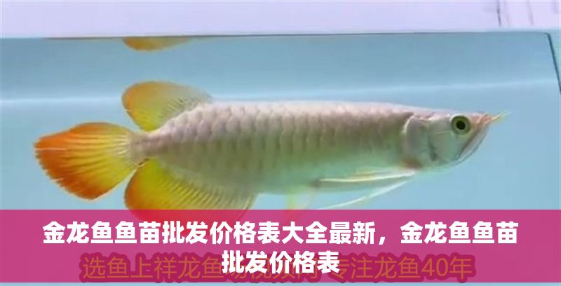 金龍魚魚苗批發價格表大全最新，金龍魚魚苗批發價格表