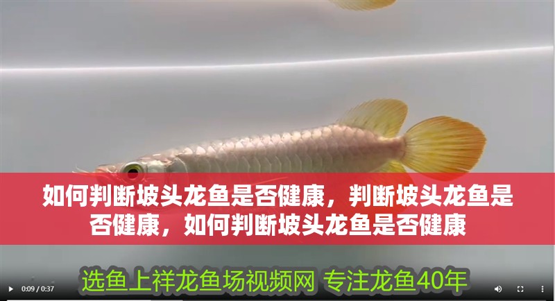 如何判斷坡頭龍魚是否健康，判斷坡頭龍魚是否健康，如何判斷坡頭龍魚是否健康