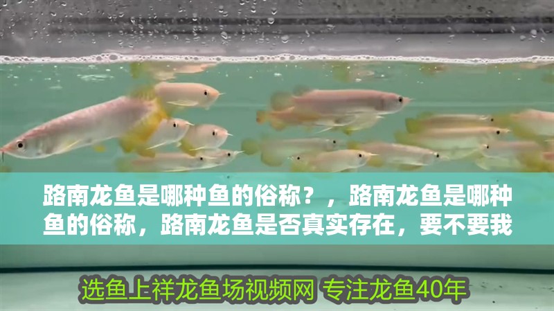 路南龍魚是哪種魚的俗稱？，路南龍魚是哪種魚的俗稱，路南龍魚是否真實存在，要不要我