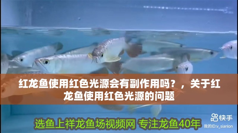 紅龍魚使用紅色光源會有副作用嗎？，關于紅龍魚使用紅色光源的問題