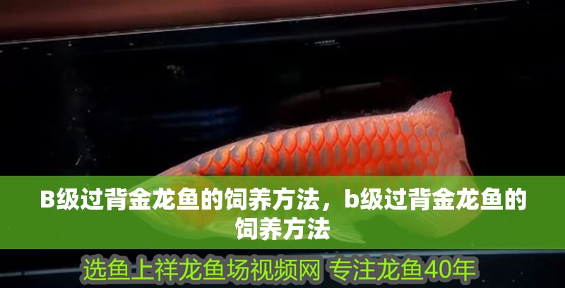 B級過背金龍魚的飼養方法，b級過背金龍魚的飼養方法
