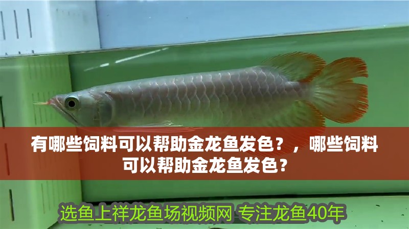 有哪些飼料可以幫助金龍魚發色？，哪些飼料可以幫助金龍魚發色？