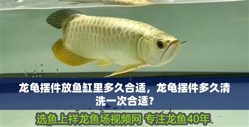龍龜擺件放魚缸里多久合適，龍龜擺件多久清洗一次合適？