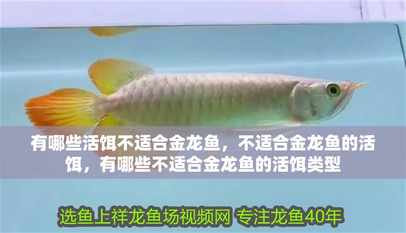 有哪些活餌不適合金龍魚，不適合金龍魚的活餌，有哪些不適合金龍魚的活餌類型