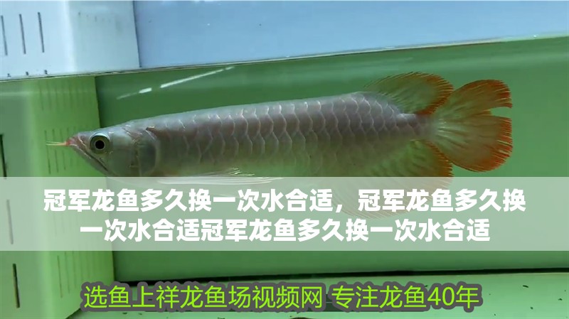 冠軍龍魚多久換一次水合適，冠軍龍魚多久換一次水合適冠軍龍魚多久換一次水合適
