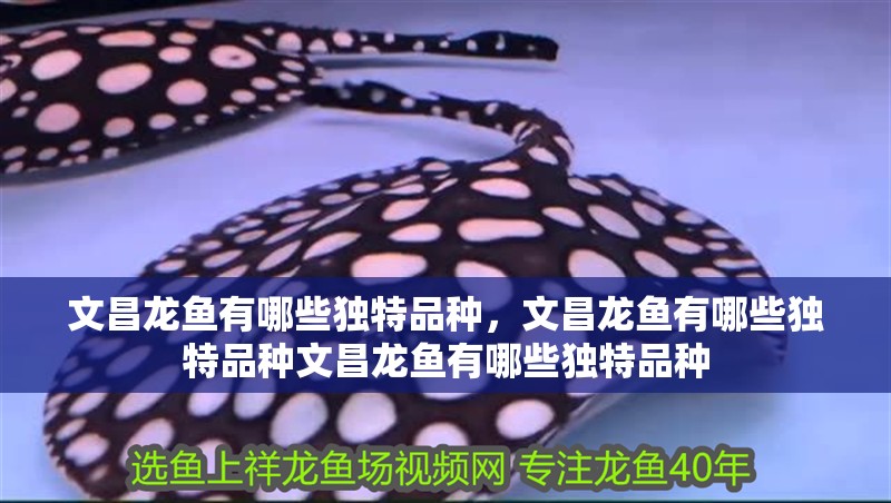 文昌龍魚有哪些獨特品種，文昌龍魚有哪些獨特品種文昌龍魚有哪些獨特品種