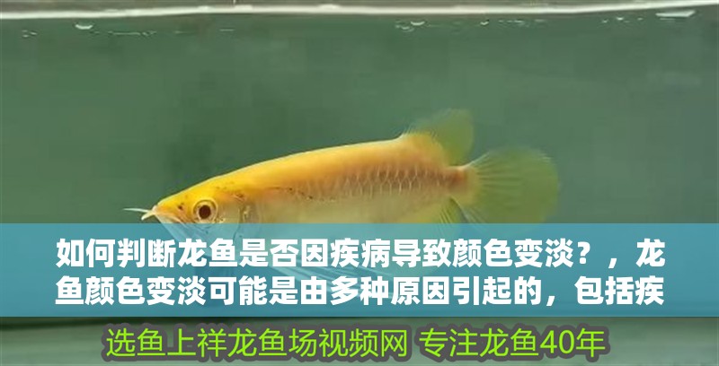 如何判斷龍魚是否因疾病導(dǎo)致顏色變淡？，龍魚顏色變淡可能是由多種原因引起的，包括疾病