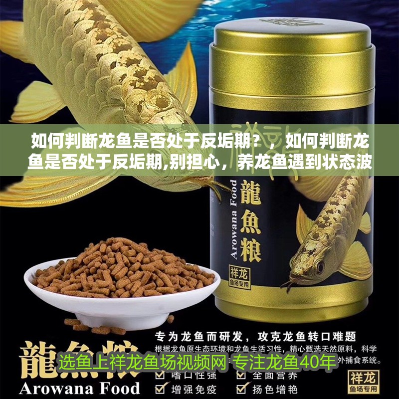 如何判斷龍魚是否處于反垢期？，如何判斷龍魚是否處于反垢期,別擔心，養龍魚遇到狀態波動很正常